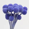 Purple Dried Craspedia