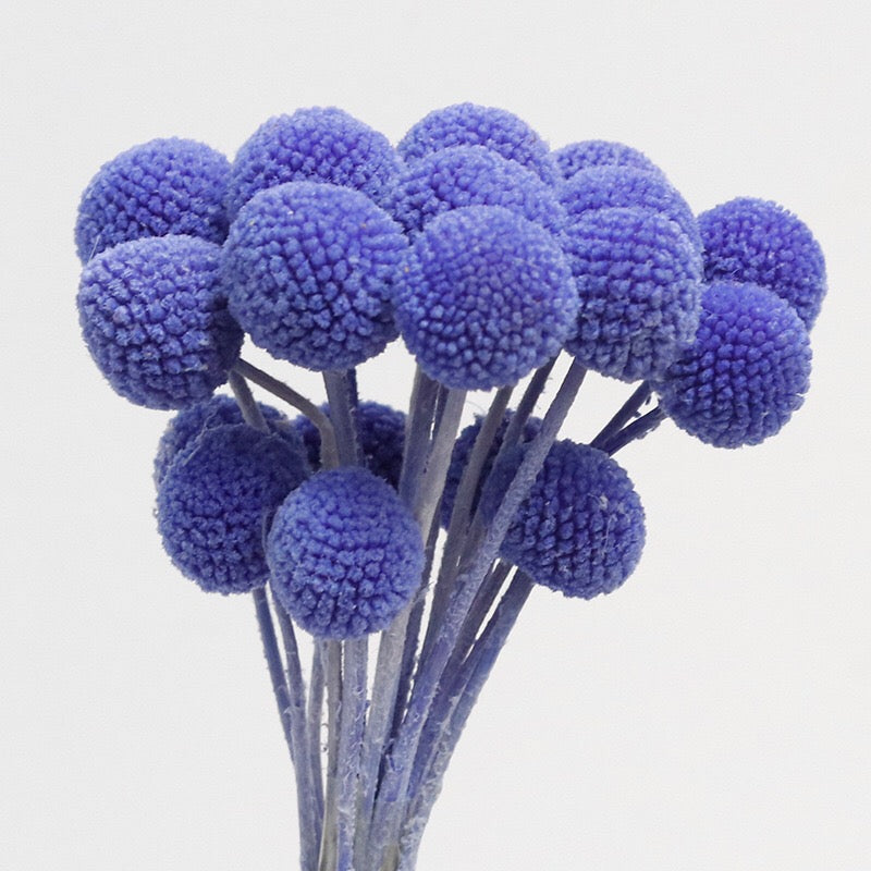 Purple Dried Craspedia