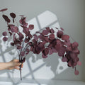 purple red eucalyptus