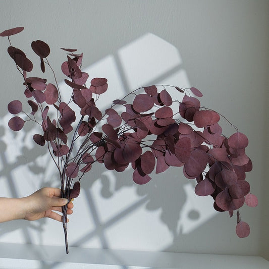 purple red eucalyptus