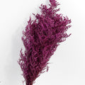 purple red love grass