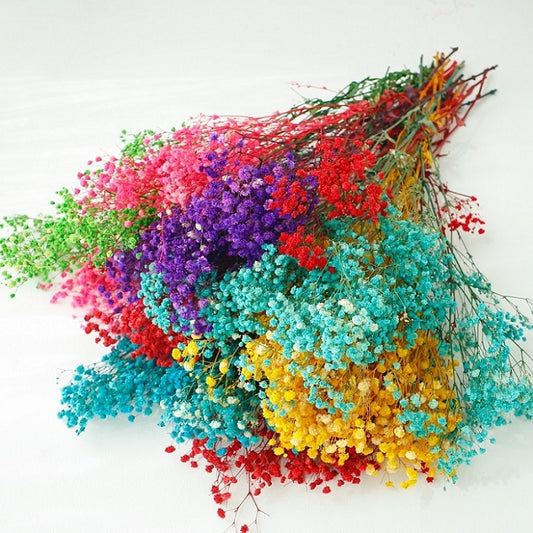 Rainbow Gypsophila