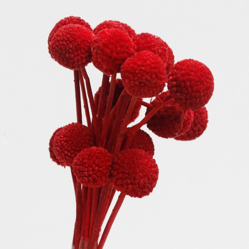 Red Dried Craspedia