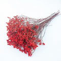 red dried limonium