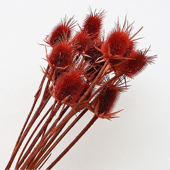 Red Preserved Cardistella Thistle