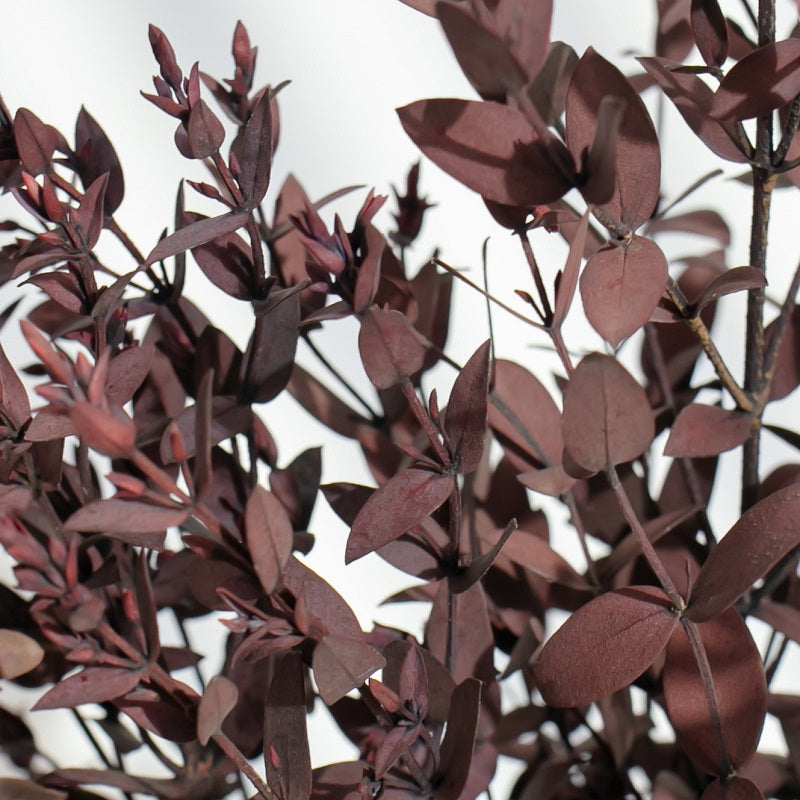 Red preserved eucalyptus parvifolia