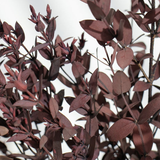 Red preserved eucalyptus parvifolia