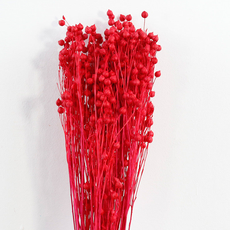 Red Preserved Flax (linum)