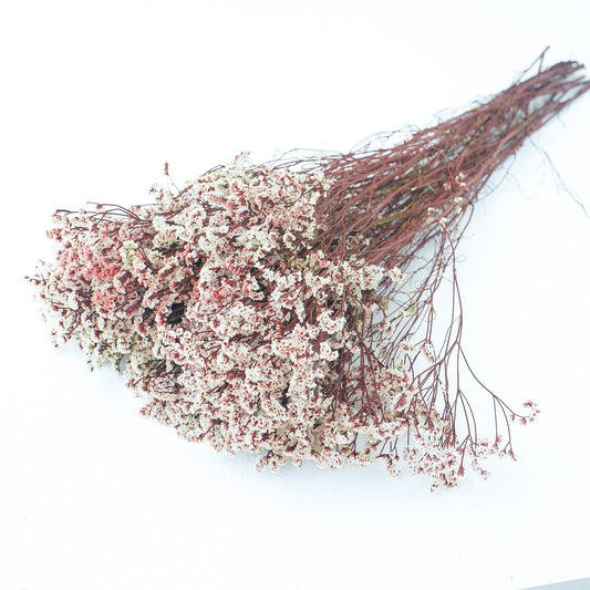 red stem with white flower heads limonium