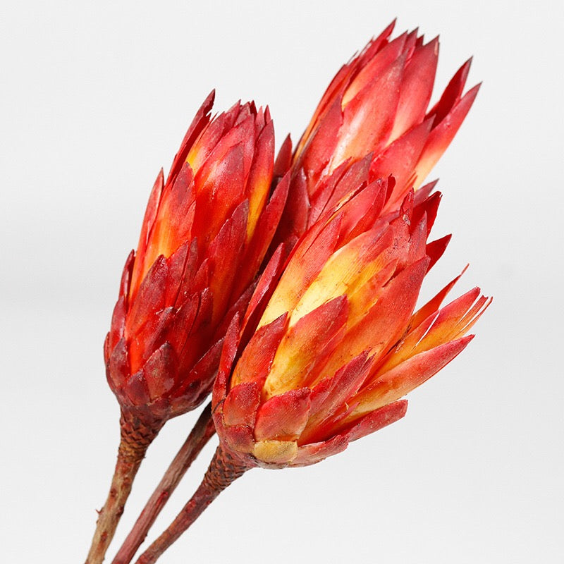 red4