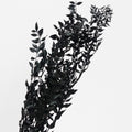 Ruscus Preserved Black
