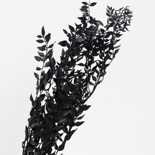 Ruscus Preserved Black