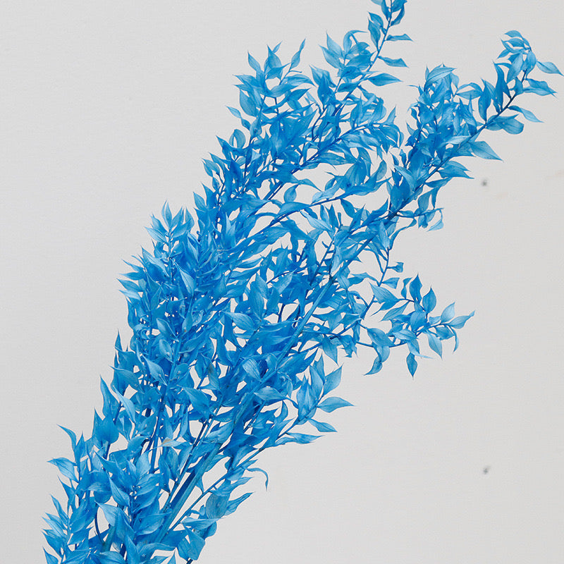 Ruscus Preserved Sky Blue