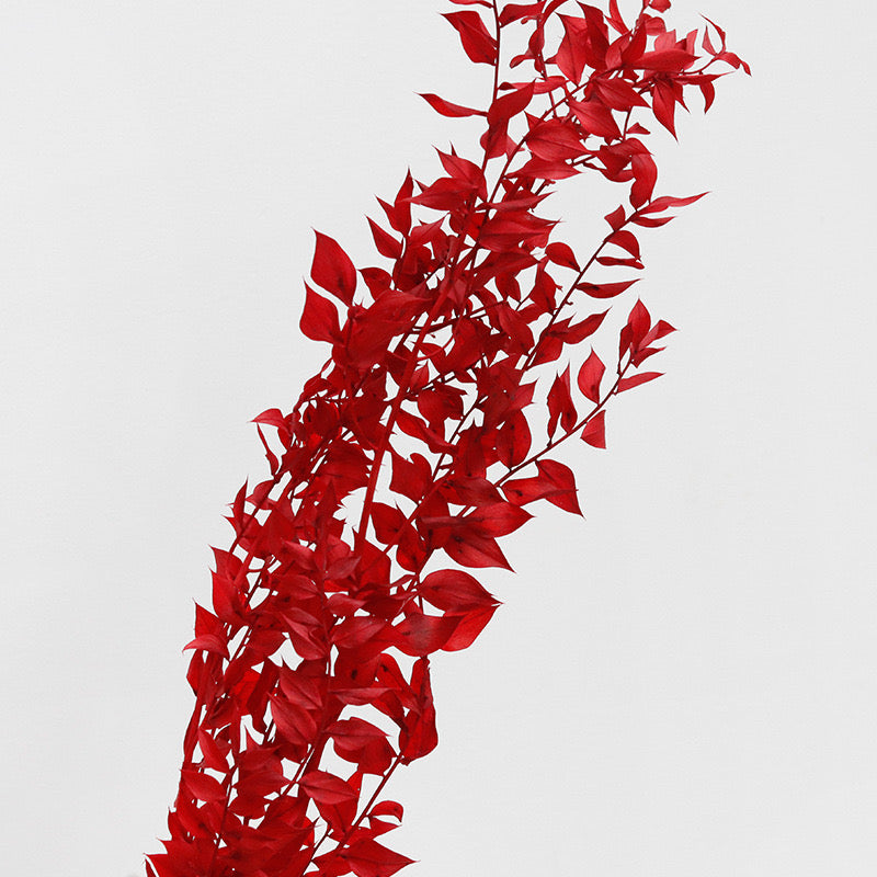 Ruscus Preserved Red