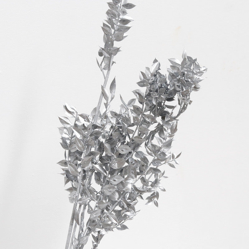 Ruscus Preserved Silver