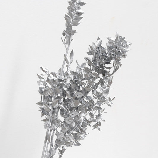 Ruscus Preserved Silver