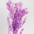 Ruscus Preserved Violet