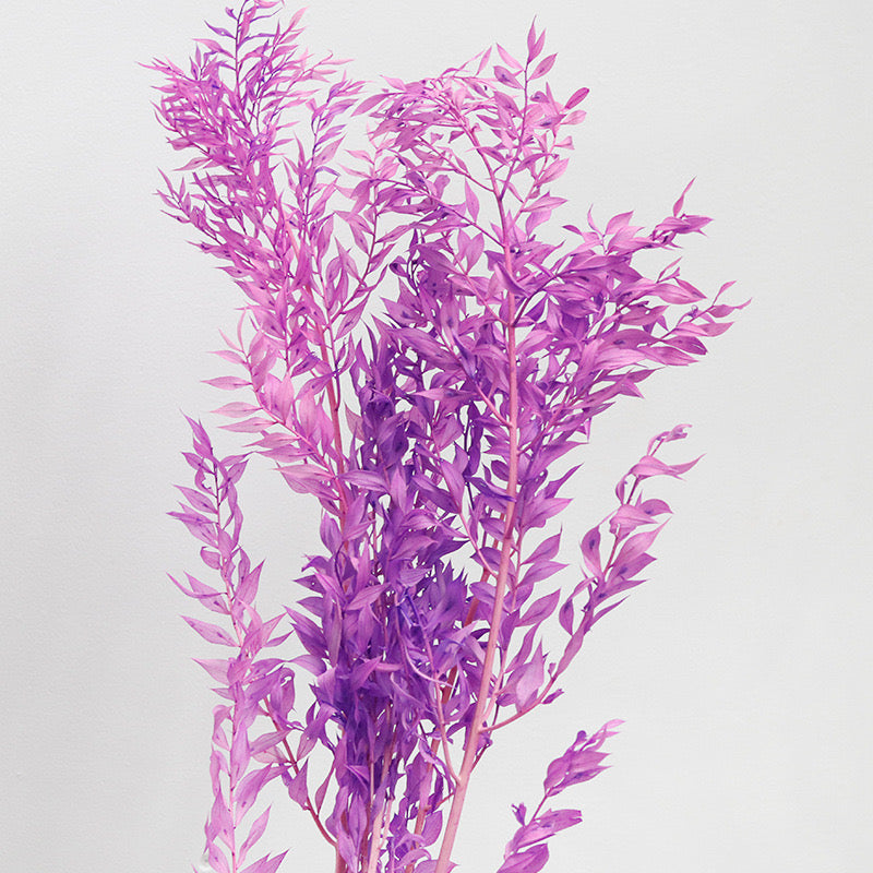 Ruscus Preserved Violet