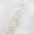 Ruscus Preserved White