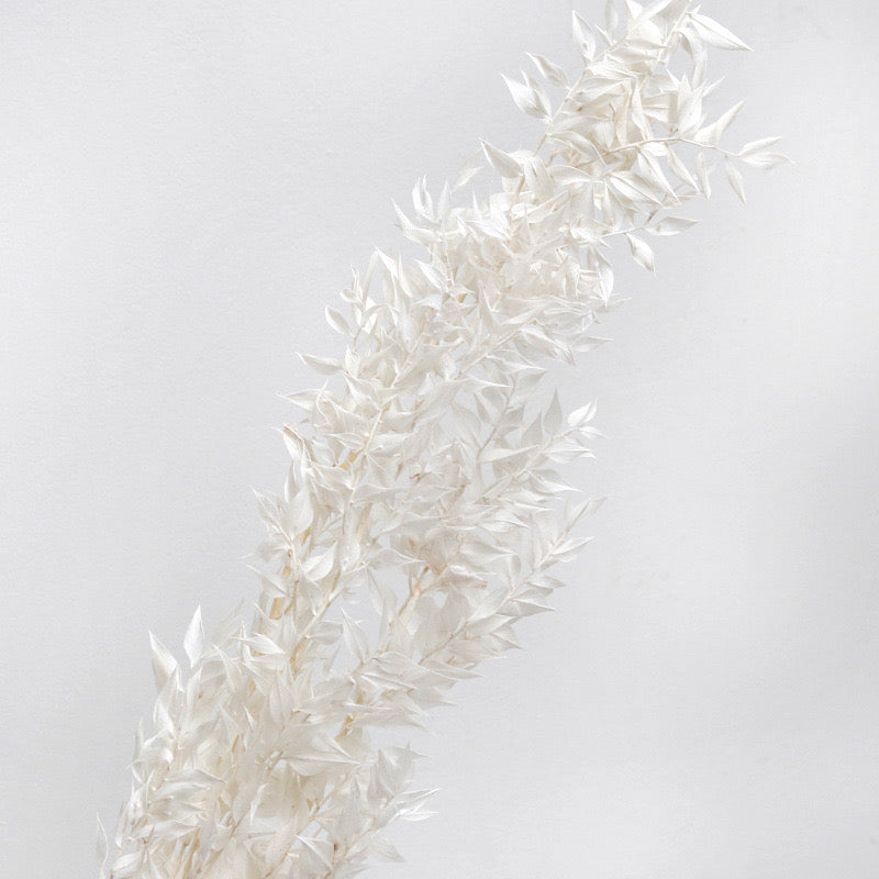 Ruscus Preserved White