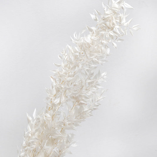 Ruscus Preserved White