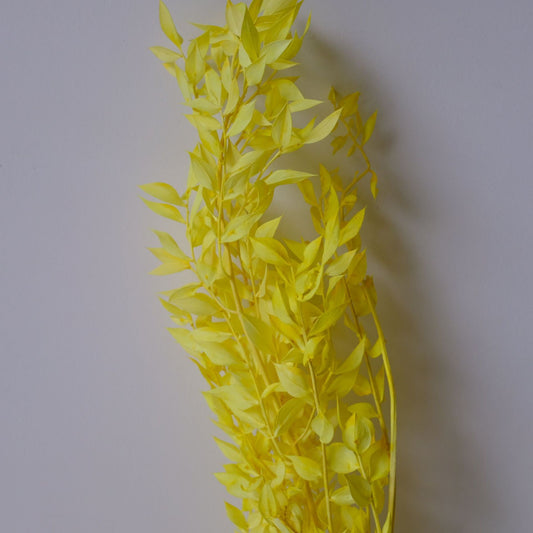 Ruscus Preserved Yellow