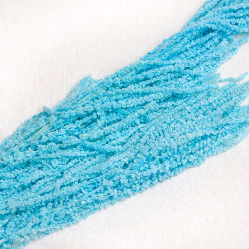 sky blue Amaranthus 2