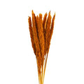 slim pampas grass caramel