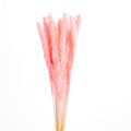 slim pampas grass sakura pink