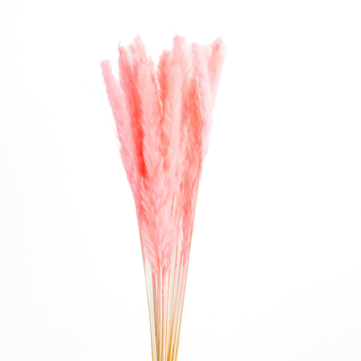 slim pampas grass sakura pink