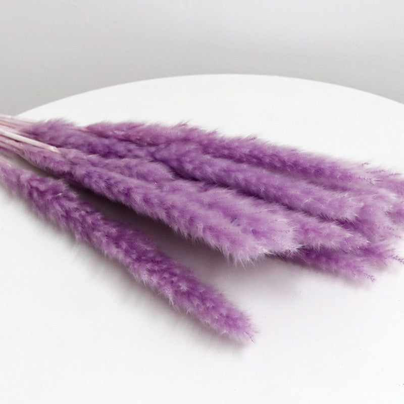 slim pampas grass taro purple