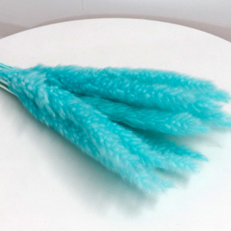 slim pampas grass tiffany blue