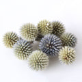 Dried Thistle Heads