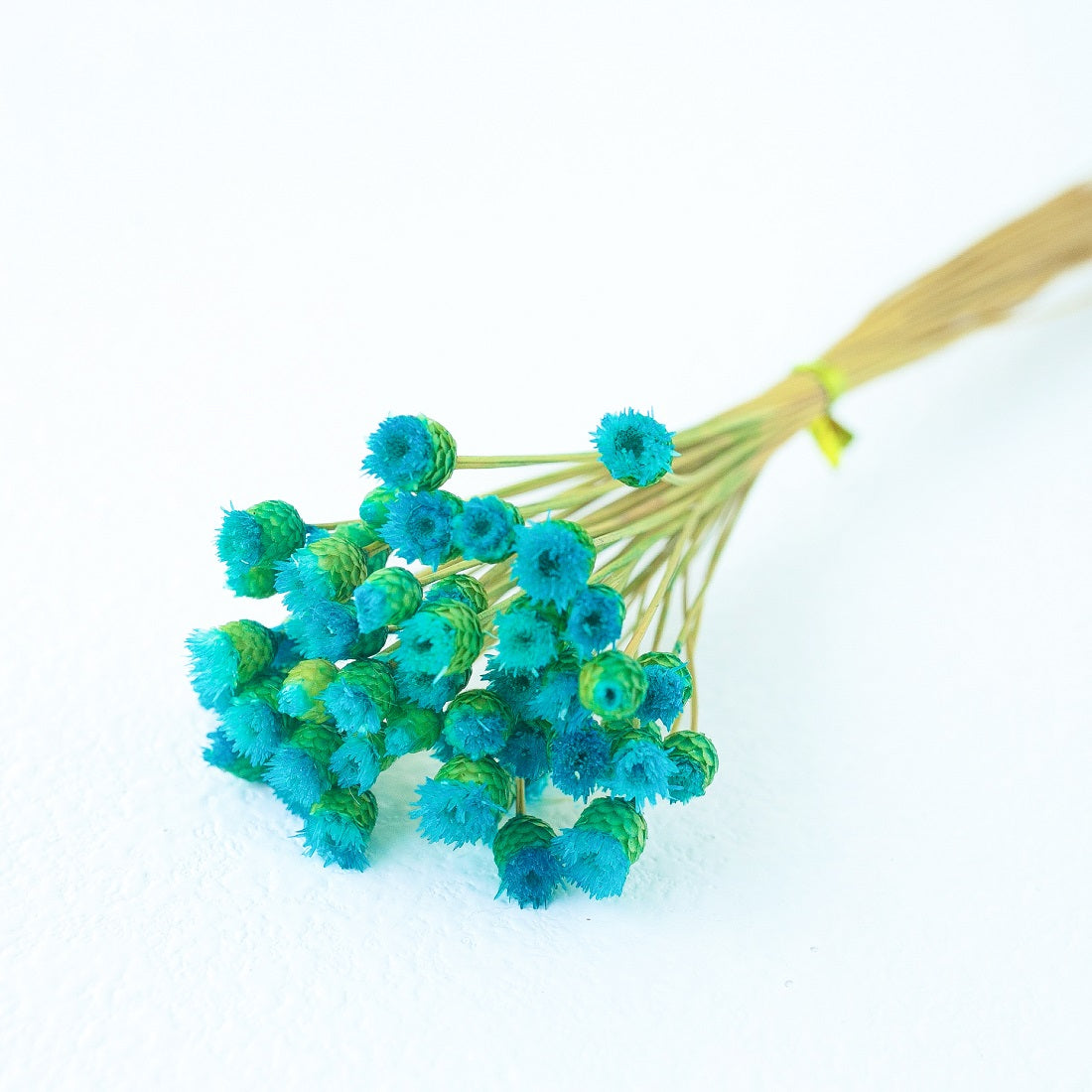 Tiffany blue Chamomile Daisy