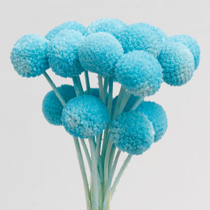 Tiffany Blue Dried Craspedia