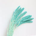 tiffany blue dried setaria