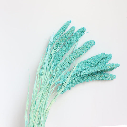 tiffany blue dried setaria