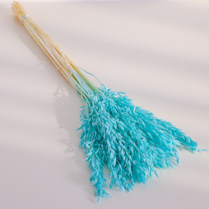 Tiffnay blue dried oats