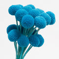 Velvet Bule Dried Craspedia