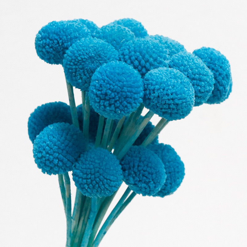 Velvet Bule Dried Craspedia
