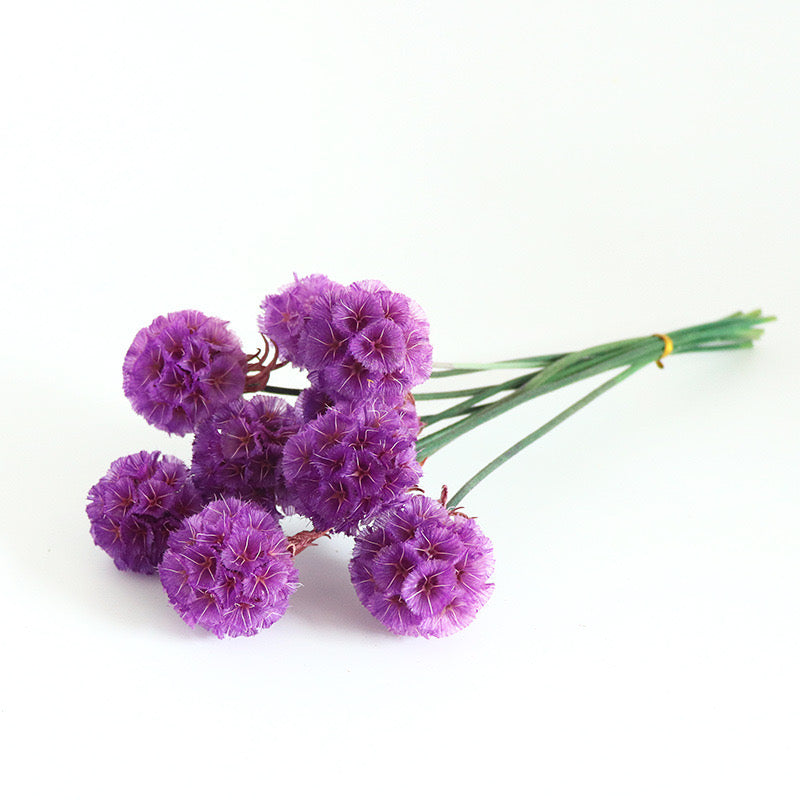 voilet Drumstick Scabiosa