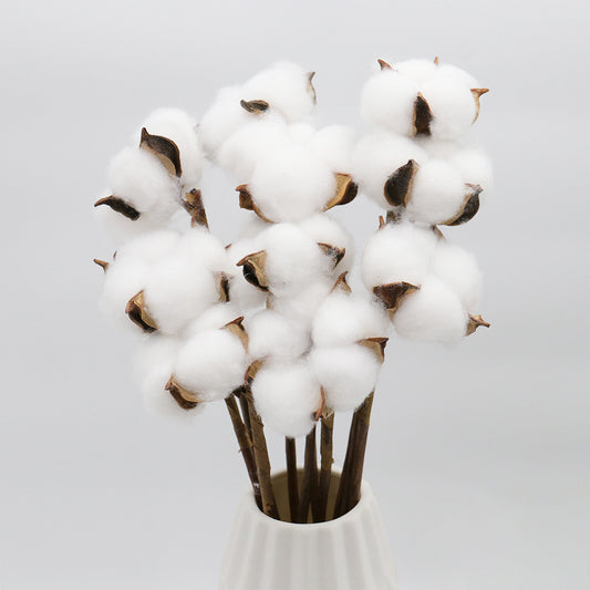 white Gossypium