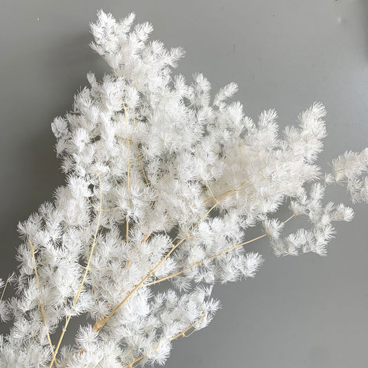white asparagus fern