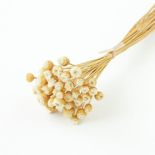 white Chamomile Daisy