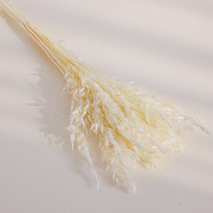 white dried oats