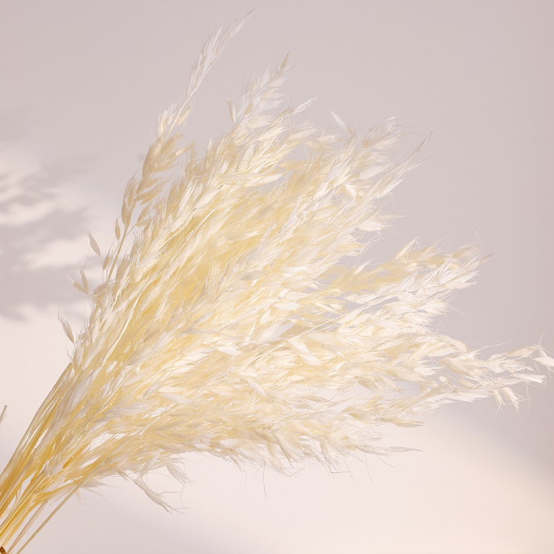 white dried oats