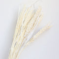 white dried setaria