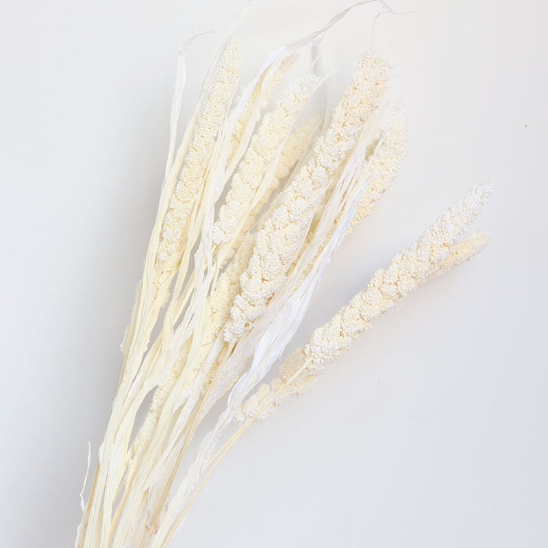 white dried setaria
