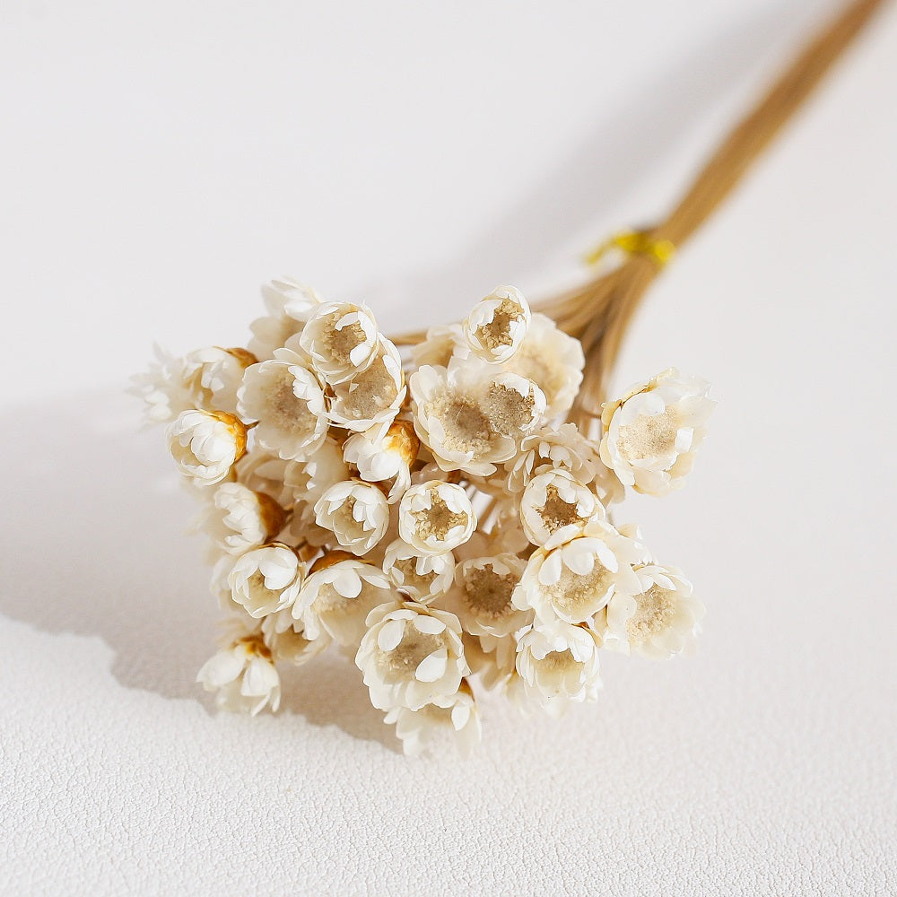White Dried Glixia Flower
