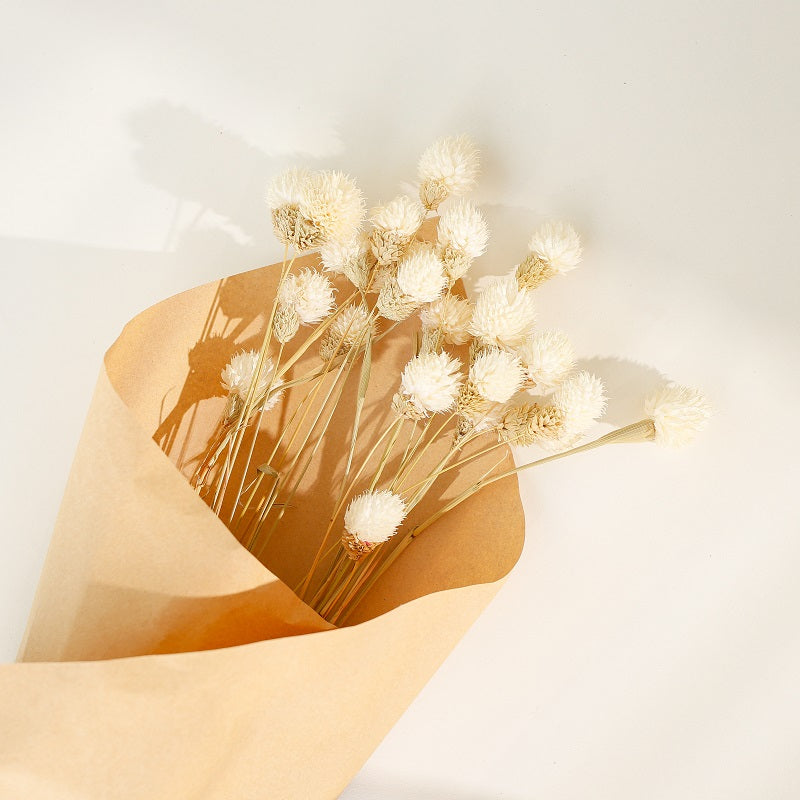 white dried Gomphrena